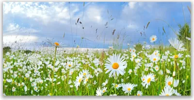 Produktbild von Tulup Leinwand-Bilder 140x70 Wandbild Canvas Kunstdruck Wiese Gänseblümchen Natur