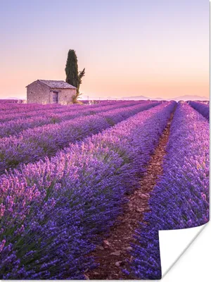 Produktbild von MuchoWow® Poster Lavendel - Sonnenuntergang - Lila - Blumen 120x160 cm - Wandbilder