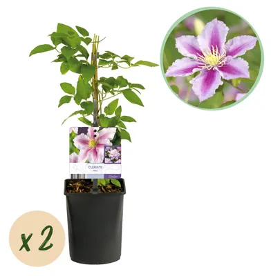 Image de Green boutiQ - Plante grimpante - Clématite Piilu - Fleurs roses - Peu d'entretien - 2 plants - Pot de 11 cm, hauteur 40 cm