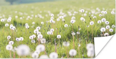 Produktbild von MuchoWow® Poster Frühling - Löwenzahn - Farben 120x60 cm - Bild