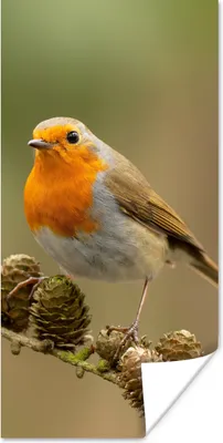 Produktbild von MuchoWow® Poster Vogel - Rotkehlchen - Tannenzapfen - Zweig - Herbst 60x120 cm - Wandschmuck