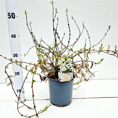 Obrázek produktu pro Deutzia gracilis 'Nikko' – keř květenky | 40–50 cm v květináči