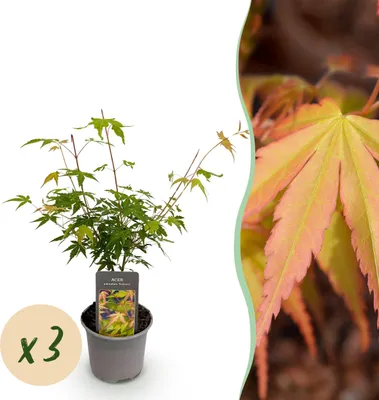 Immagine prodotto di Acer palmatum Katsura - Arancione - 3 piante - Deciduo - Bassa manutenzione - 25-35cm - Ø12cm - Pianta da giardino