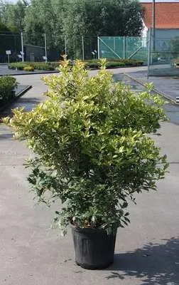 Zdjęcie produktu dla Osmanthus het. 'Goshiki' ('tricolor') - Pachnący kwiat o kolczastych liściach 60-80 cm - Pojemnik