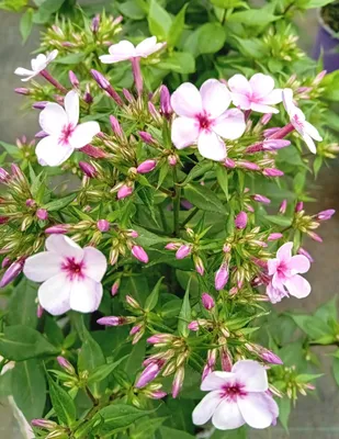 Obrázek produktu pro 10 trvalky Velký plamének květ Plamének liliovitý hvězda Phlox paniculata