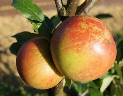 Produktbild von Apfelbaum `Cox Orangenrenette´ - Halbstamm, 160-180cm im 10L-Topf