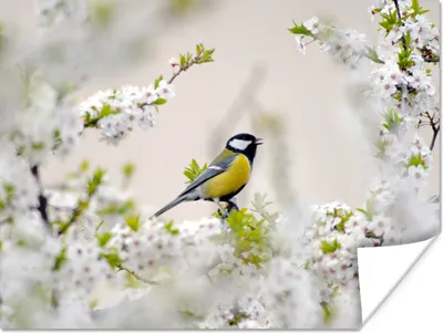 Produktbild von MuchoWow® Poster Vogel - Kohlmeise - Blumen - Blütenbaum 120x90 cm - Wandbild