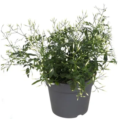 Produktbild von Jasmin 30cm weiss duftend Pflanze