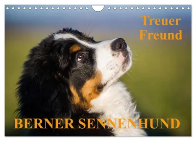 Produktbild von Treuer Freund Berner Sennenhund (Wandkalender 2027 DIN A4 quer), CALVENDO Monatskalender