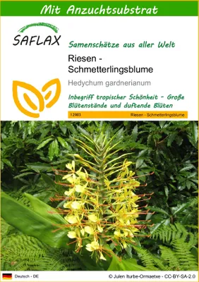 Produktbild von SAFLAX - Riesen - Schmetterlingsblume - Hedychum gardnerianum - 10 Samen - Mit keimfreiem Anzuchtsubstrat