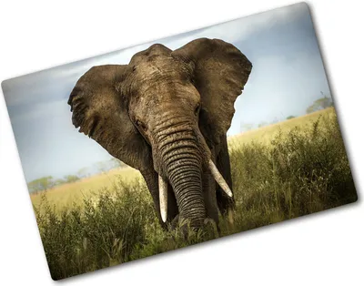 Produktbild von Tulup Glas Herdabdeckplatte - 80x52 cm - Glaskeramikkochfeld-Abdeckung Spritzschutz Glasabdeckplatte - Einteilig - Tiere - Elefant Savanne - Braun