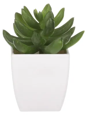 Obrázek produktu pro Autronic Sukulent v plastovém obalu NL0014