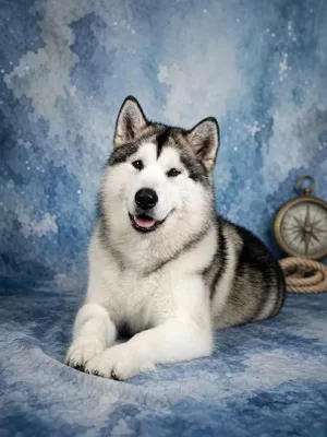 Imagen del producto de Hund Diamond Painting para adultos, kit de mosaico con diamantes cuadrados, 90x120 cm, modelo C8-214