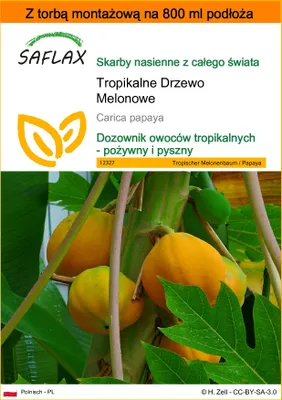 Zdjęcie produktu dla SAFLAX - Garden in the bag - Tropikalne Drzewo Melonowe - 30 Nasiona - Z podłożem uprawowym w praktycznej, samorozkładającej się torbie - Carica papaya