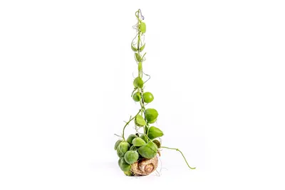 Obrázok produktu pre Gardners Dischidia pectenoides Snaily, priemer 8 cm