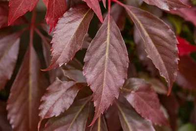 Produktbild von Parthenocissus quinquefolia 'Engelmannii', Wilder Wein, 80–100 cm