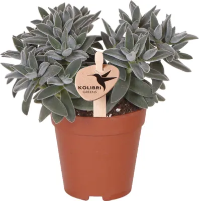 Immagine prodotto di Crassula Tarantula, pianta da appartamento succulenta, Ø9cm, foglie compatte di