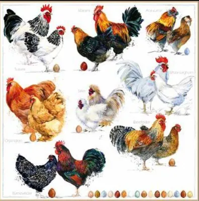 Immagine prodotto di Tovaglioli 33x33 cm - Poulets