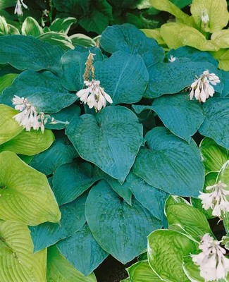 Produktbild von Hosta sieboldiana 'Blue Angel', Blaublatt-Funkie, ca. 13 cm Topf