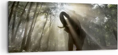 Produktbild von Bild auf Leinwand - Leinwandbild - Elefant Dschungel  - 100x40cm - Wand Bild - Wanddeko - Leinwanddruck - Bilder - Kunstdruck - Wanddekoration - Leinwand bilder - Wandkunst - AB100x40-3835