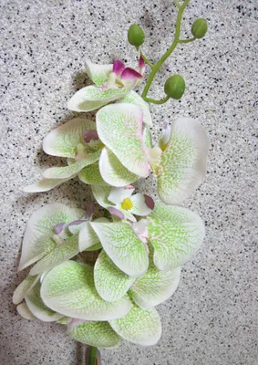Produktbild von 1 Kunstblume Orchidee Phalaenopsis creme-grün-pink ca.85cm