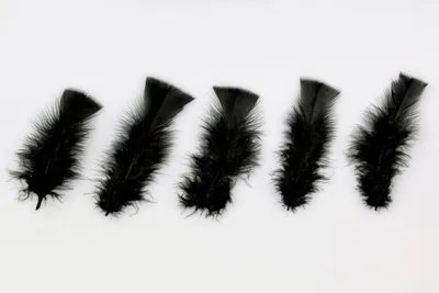 Produktbild von 100 Federn schwarz