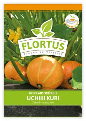 Artikelbild 1 von 'Hokkaidokürbis Uchiki Kuri' aus der Kategorie Hokkaidokürbissamen