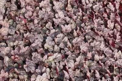 Produktbild von 6 x Heuchera hybr. 'Silver Scrolls' - Purpurglöckchen - Topf 9 x 9 cm