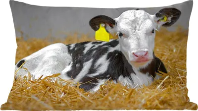 Produktbild von MuchoWow® Zierkissen Sofakissen Wohnzimmer Dekokissen 50x30 cm Kuh - Stroh - Kalb - Tier - Wohnzimmerdekoration - Polster mit Photo