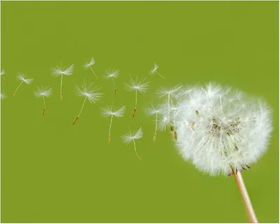 Produktbild von Wallario Poster - Pusteblume auf der Wiese mit fliegenden Samen, Kunstdruck Größe: 40 x 50 cm