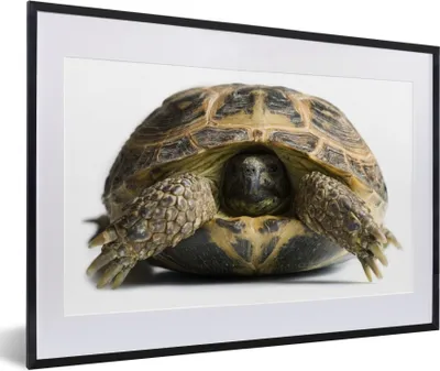 Produktbild von MuchoWow® Gerahmtes Poster Schildkröte mit Kopf im Panzer vor einem weißen Hintergrund 60x40 cm - Poster mit Schwarzem Bilderrahmen Wandposter Rahmen Foto Bilder - Schlafzimmer - Plakat in Rahmen - Drucken