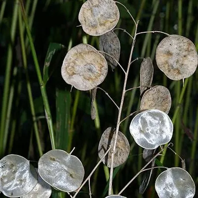 Image de 6 x Plante bisannuelle - Lunaria annua | Pot 9cm x 9cm