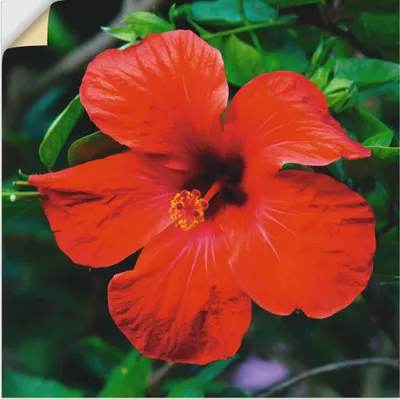 Produktbild von ARTland Wandbild, selbstklebend Hawaiiblume Größe: 50x50 cm