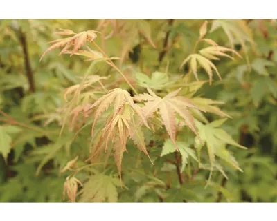 Produktbild von Fächerahorn FloraSelf Acer palmatum 'Sangokaku' H 40 cm Co 4,5 L
