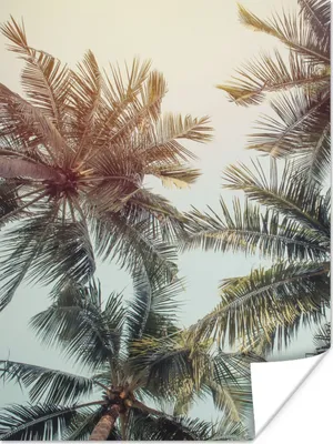 Produktbild von MuchoWow® Poster Palme - Sommer - Tropisch 120x160 cm - Wandbilder