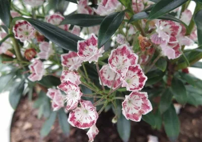 Produktbild von Lorbeerrose Minuet - Berglorbeer - Kalmia latifolia Minuet - 30-40cm
