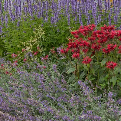 Image de Green boutiQ - Borderpakket - Geurend - 6 Vaste planten - 1 m2 - Diversen kleuren - Weinig Onderhoud - Pot 11cm