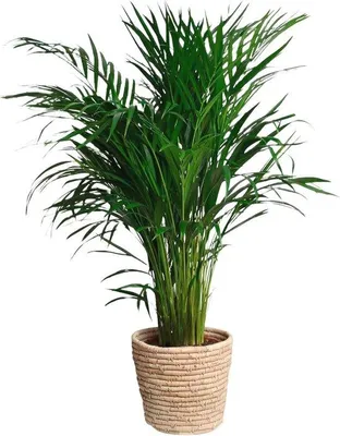 Produktbild von Famanu Areca-Palme Luftreinigende Zimmerpflanze - Groß (100 cm)