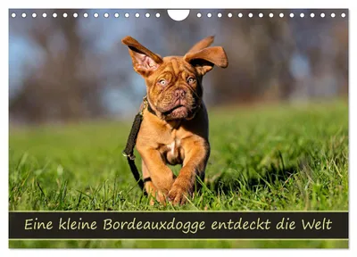 Produktbild von Eine kleine Bordeauxdogge entdeckt die Welt (Wandkalender 2027 DIN A4 quer), CALVENDO Monatskalender