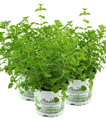 Produktbild von Enseleits 3er Set Oregano, frische Küchenkräuter Pflanze
