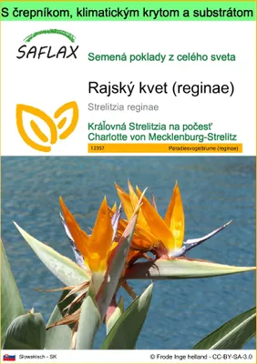 Obrázok produktu pre SAFLAX Garden to go - rajský kvet (reginae) - Strelitzia reginae - 5 Semená - S črepníkom, klimatickým vekom a pestovateľským substrátom