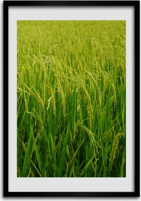 Produktbild von Bild - Bilderrahmen - 50 cm x 70 cm - MDF - Rahmen - Wandkunst Reisplantage