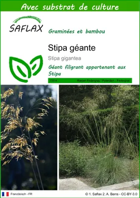 Image de SAFLAX  - Stipa géante - 10 graines - Avec substrat - Stipa