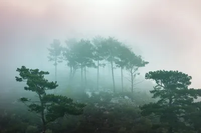 Produktbild von Muralo Fototapete Wald im Nebel 400 (B) x 280 (H) cm Vlies Tapete Wandtapeten Bäume Wohnzimmer Schlafzimmer moderne Wandbilder XXL Landschaft Panorama Wand Dekoration