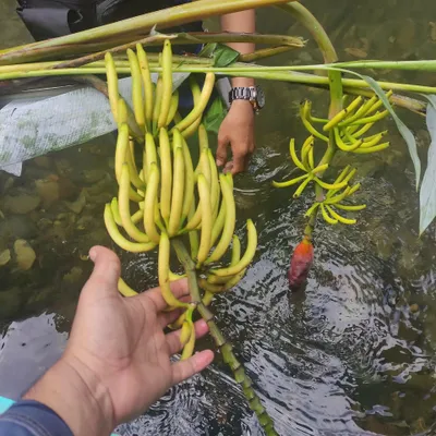 Zdjęcie produktu dla Hutan Banana (Musa lawitiensis) – 10 nasion