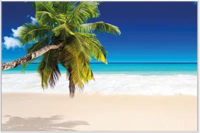 Produktbild von Wallario Wandbild Südseestrand in der Karibik mit Palme, Größe: 61 x 91,50 cm, Poster mit weißem Aluminiumrahmen