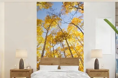 Produktbild von Herbstmotiv-Fototapete Bäume Wald breit 120 cm x hoch 240 cm