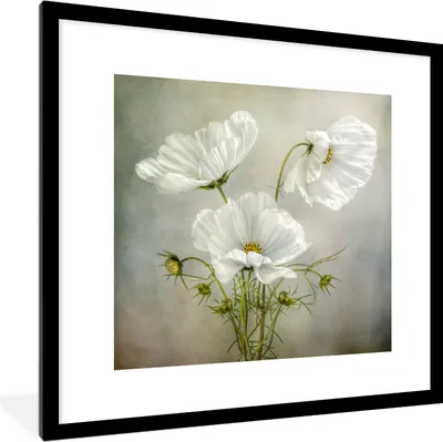 Produktbild von MuchoWow® MuchoWow® Gerahmtes Poster Blumen - Stillleben - Mohn - Weiß - Botanisch 40x40 cm - Poster mit zchwarzem Bilderrahmen - Poster - Plakat im Rahmen
