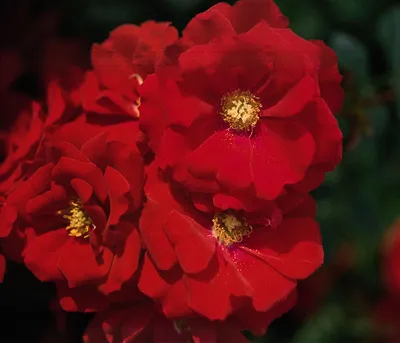 Produktbild von Dehner Rose Bodendeckerrose Austriana®, Züchter Tantau, einfache rote Blüten, nicht duftend, insektenfreundlich, 15-30 cm, 4 l Topf