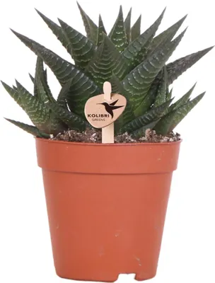 Produktbild von Kolibri Greens | Grünpflanze - Sukkulente Haworthia Limifolia - Topfgröße Ø9Cm - Grüne Zimmerpflanze - Frisch vom Züchter